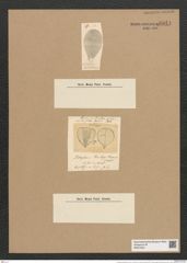 Licmophora bailey (Edw.) Grun. (de-Toni-Nr.: Genus 86, Species 2977) Zeichnungen Sammlung Grunow Nr. 6044 (NHMW-BOT-W0374551)
